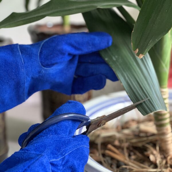 Sheepskin Long Garden Gloves Protective Gear for Plant